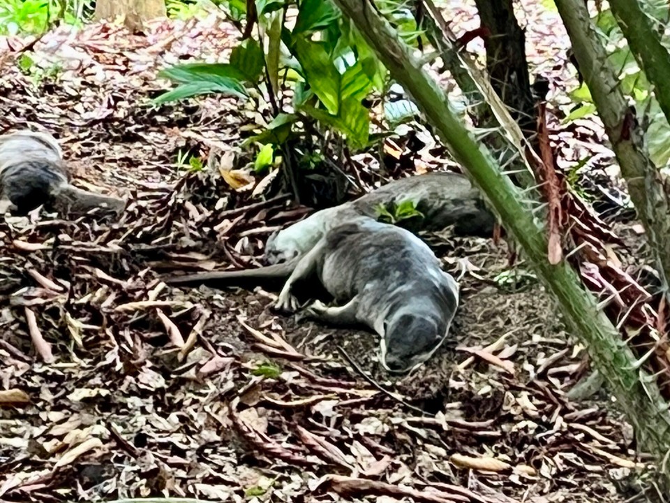 Singapur - Singapur - Otter schlafen