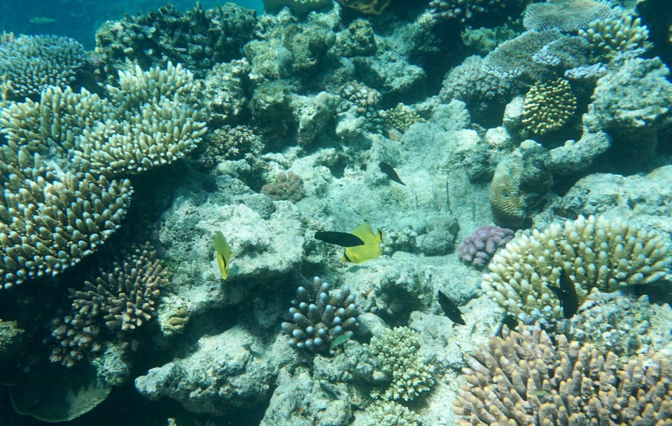 Australien - Green Island - Aber im großen und ganzen auch viele tote Stellen.