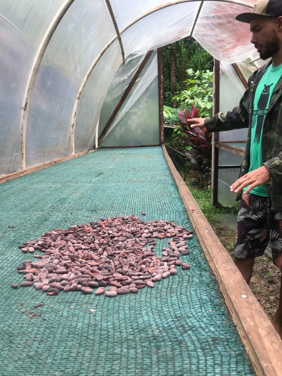 Costa Rica - Talamanca - Die Kakaobohnen werden für mehrere Wochen so getrocknet