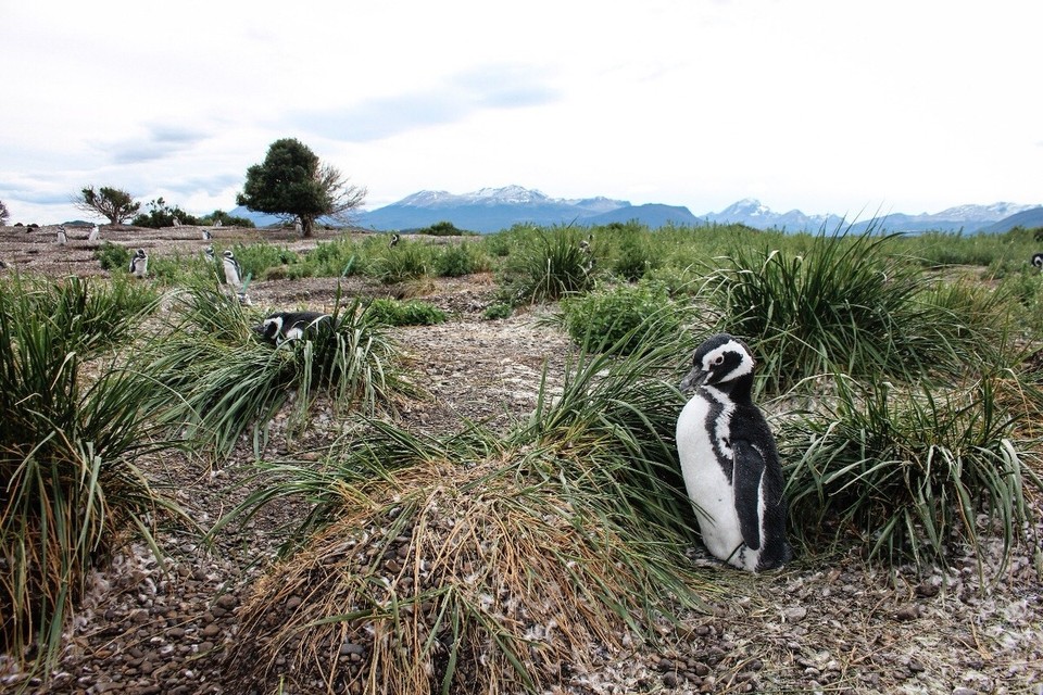 Argentinien - Isla Martillo - angekommen auf Isla Martillo warteten hunderte Magellan Pinguine