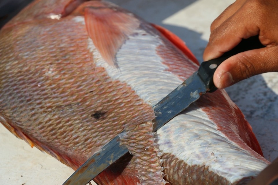 Belize - Rendezvous Island - Der köstliche Red Snapper wird direkt am Schiff aufbereitet