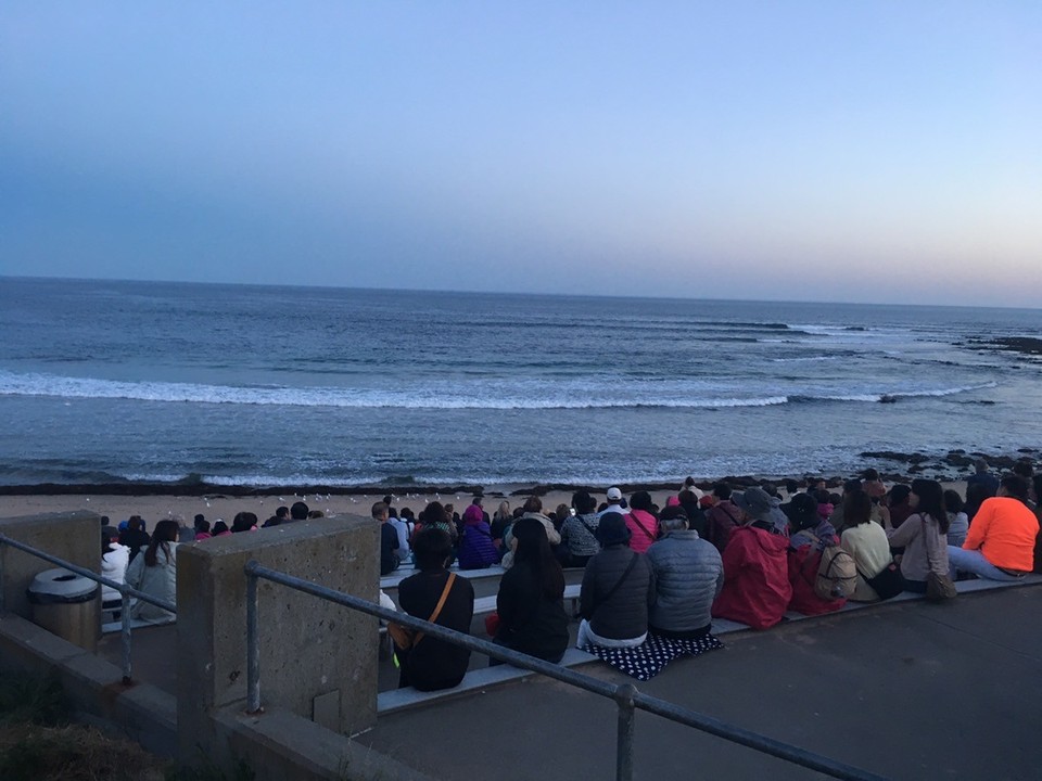 - Ausztràlia, Phillip island, Penguin Parade - 