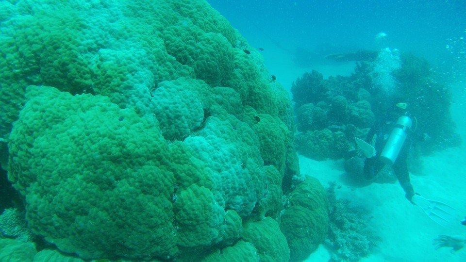 Australien -  - Miar als absoluti Tauchafänger hin natürli kai passenda Filter für d Unterwasserkamera drbei ka, drum schint alles a biz dunkel und blau uf da Bilder. - Janu, für z nöchst Mol wüssemer Bscheid und d Lieferig sött bald iträffa😉🤣