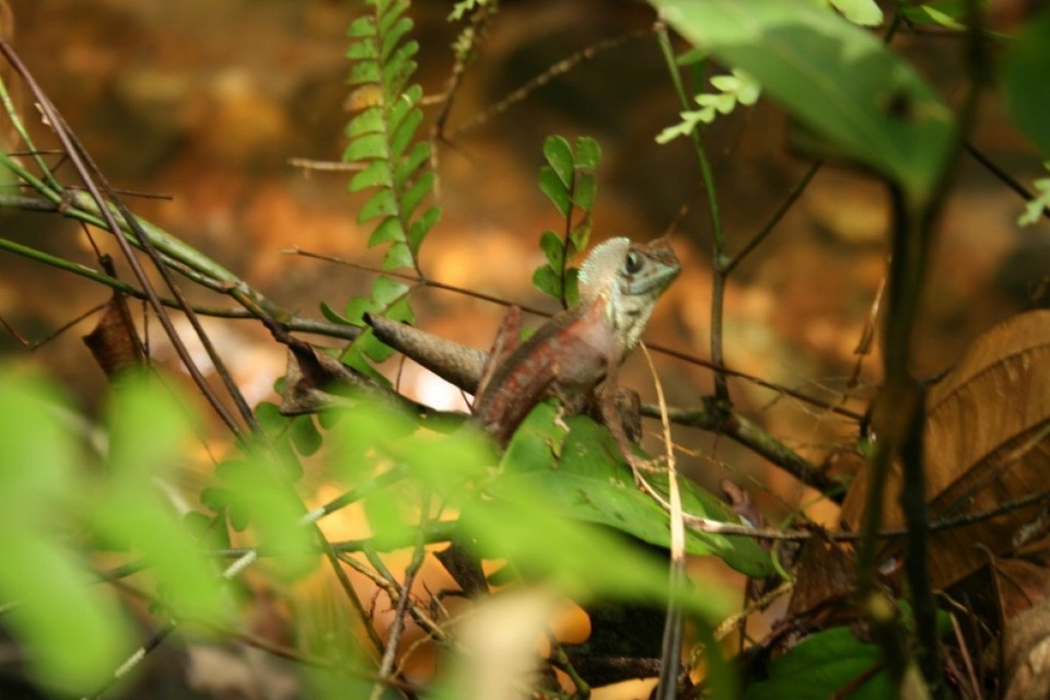 Sri Lanka - Sinharaja Forest - 