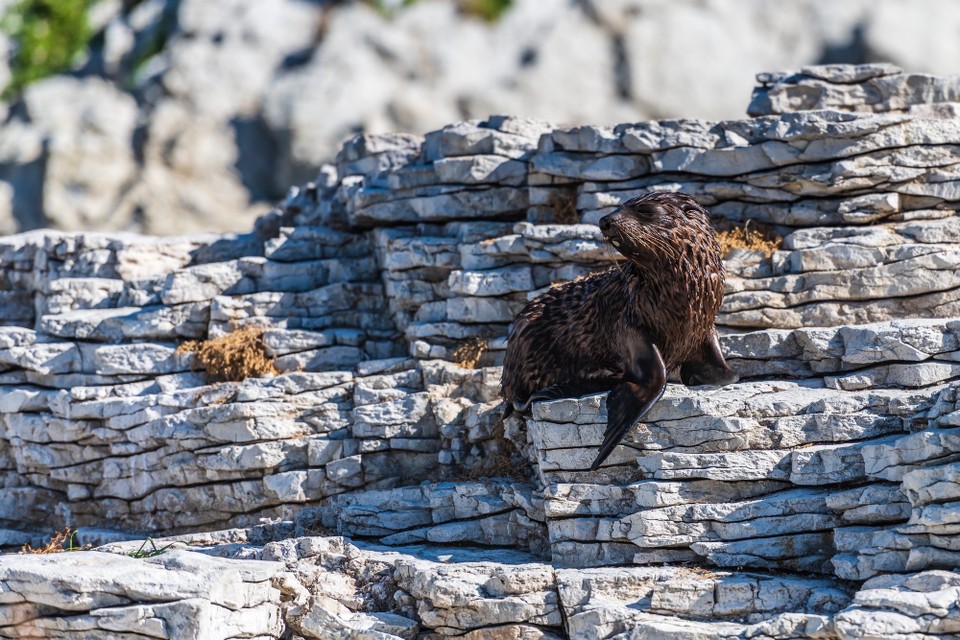 Neuseeland - Kaikoura Central - 