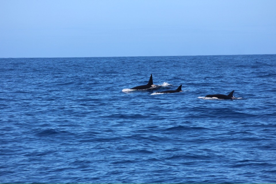 Australien - Bremer Bay - 