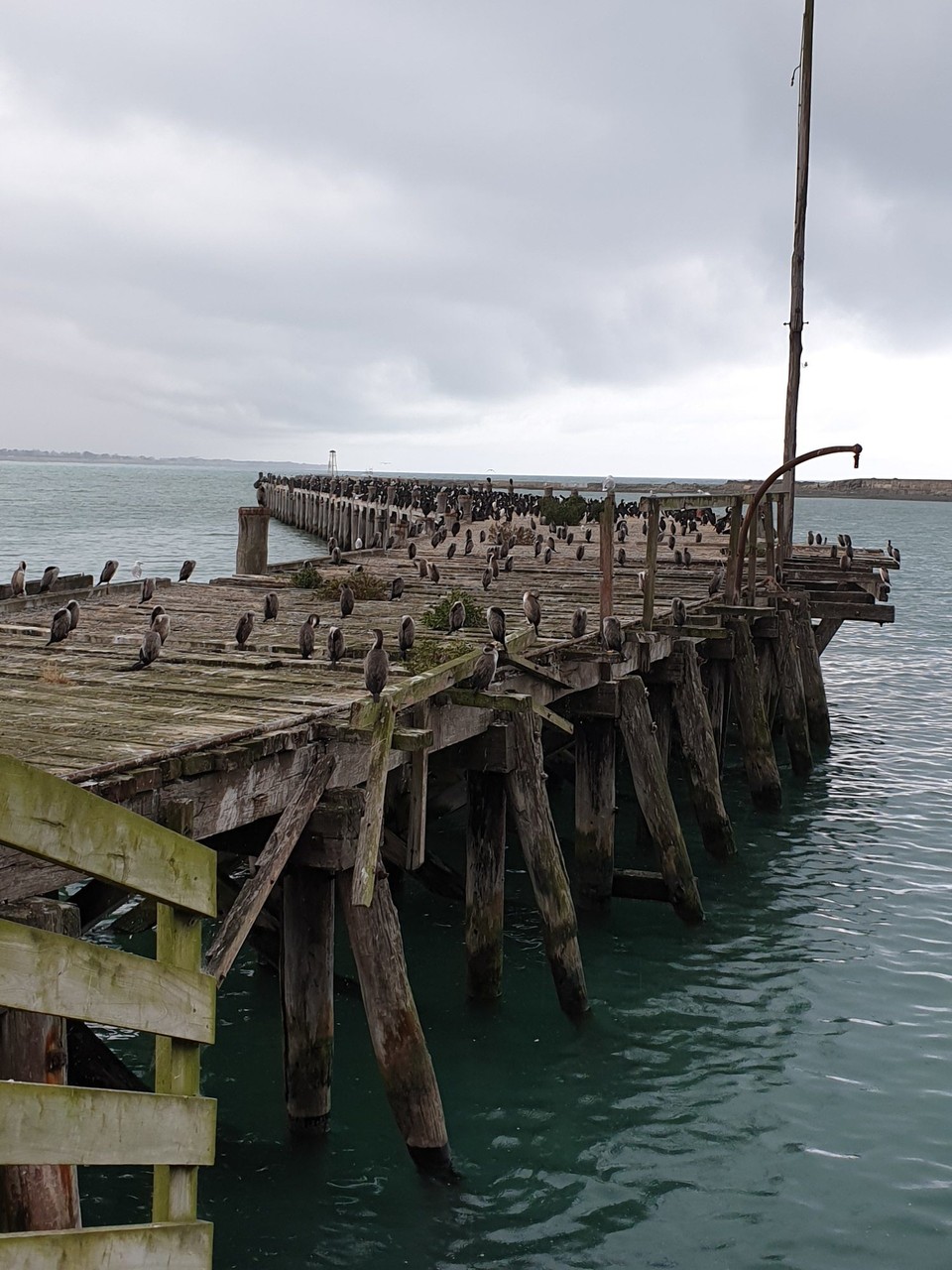 Neuseeland - Oamaru - Kormorane keine Pinguine 