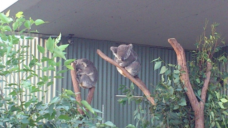 Australien - Sydney - Wildlife