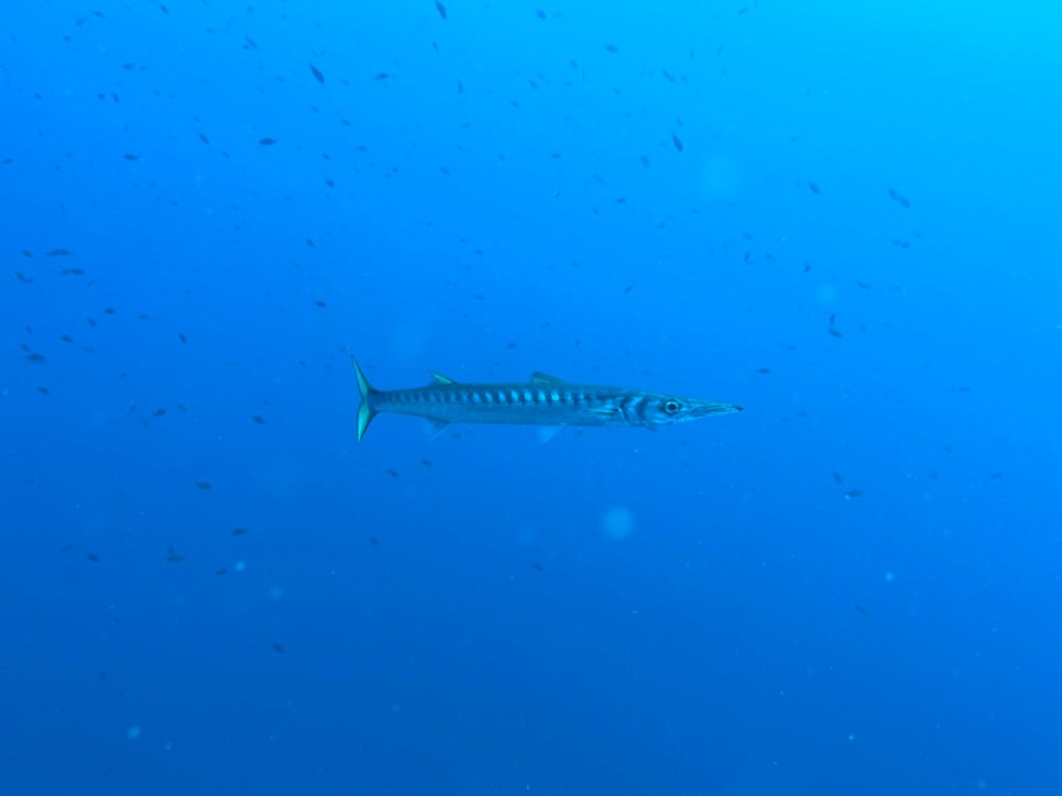 Italien - Capoliveri - Lonesome Barrakuda