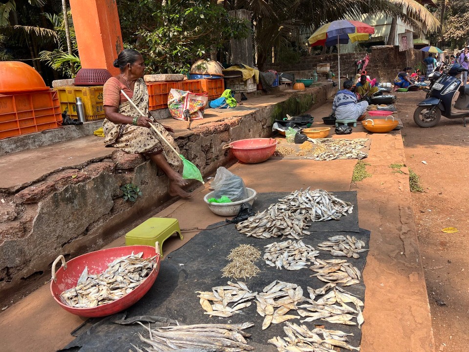 Indien - Gokarna - Fischmarkt 