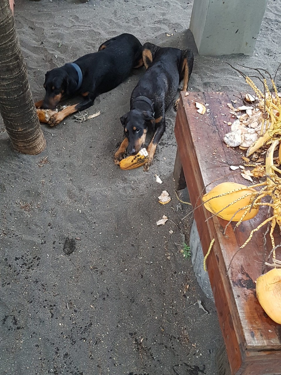 Nicaragua - El Tránsito - Das neue Hundemenü - un media coco