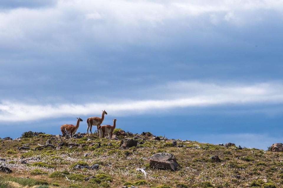 Chile - Torres del Paine - 