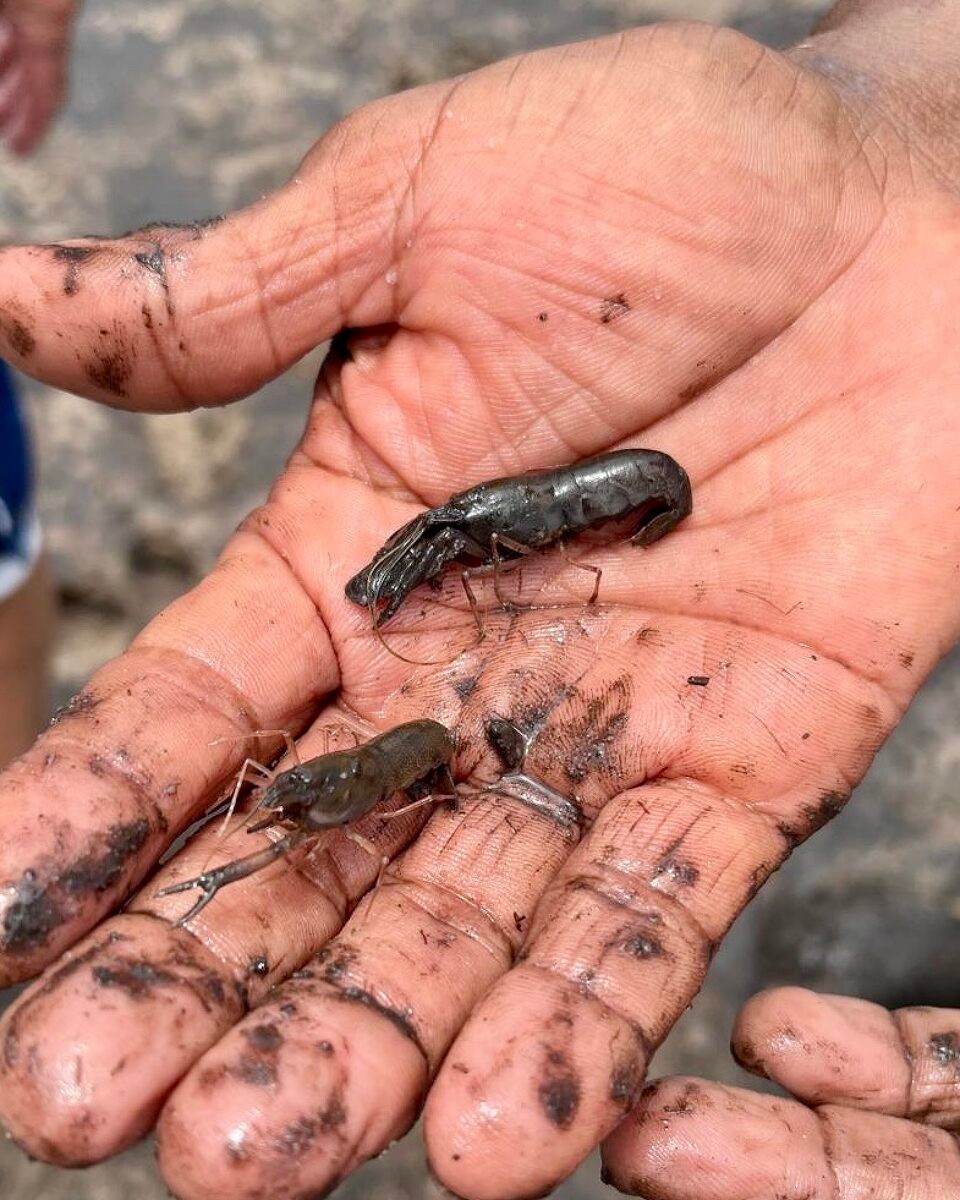 Brasilien - Cairu - Kleine Shrimps bei Ebbe im Schlamm