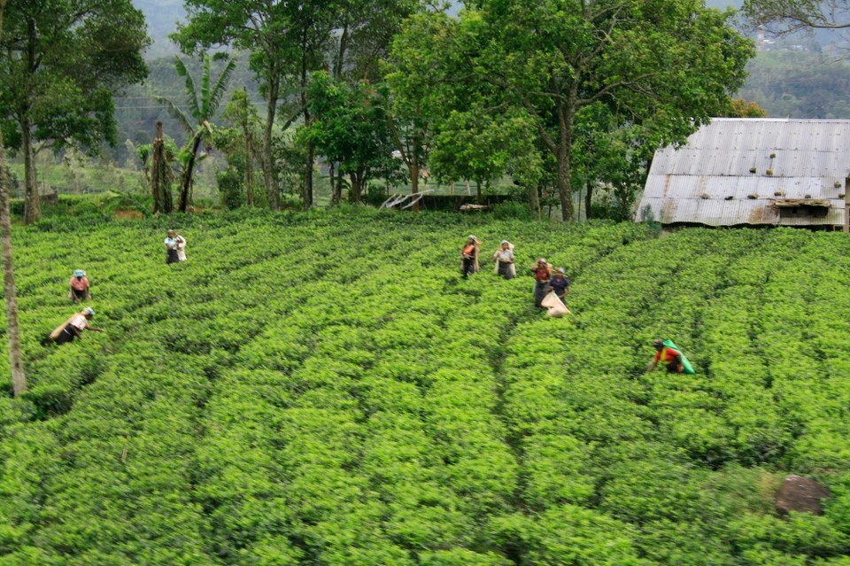 Sri Lanka -  - 