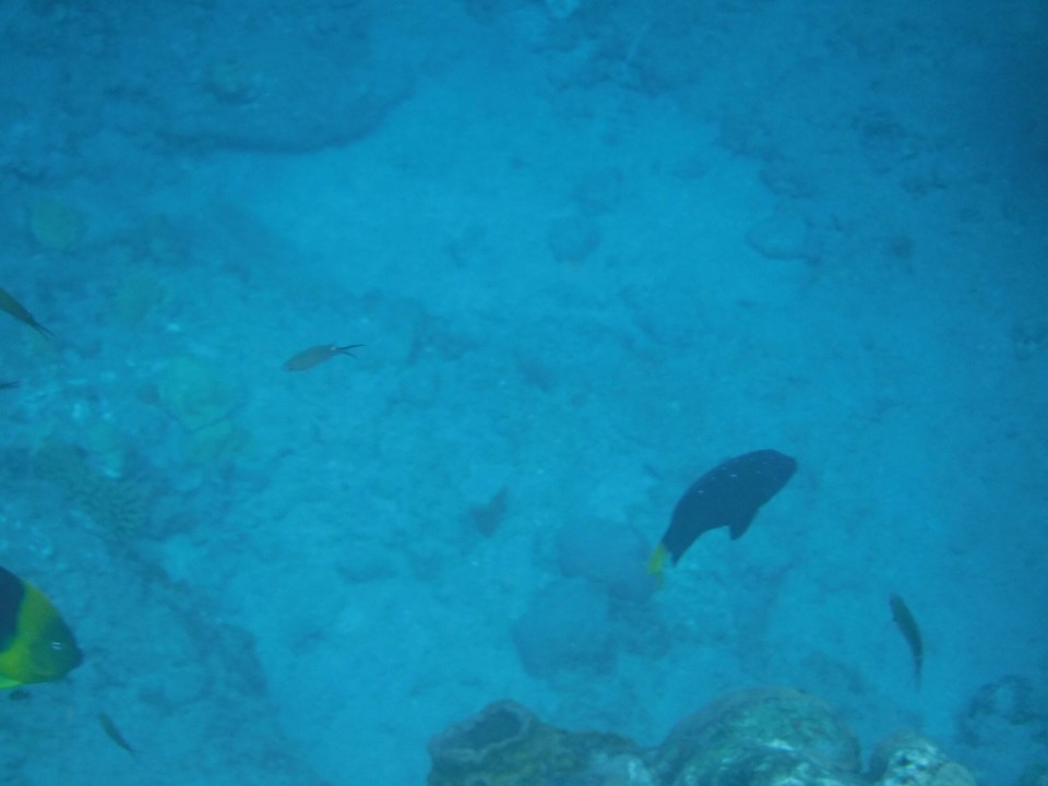 Dominica -  - 