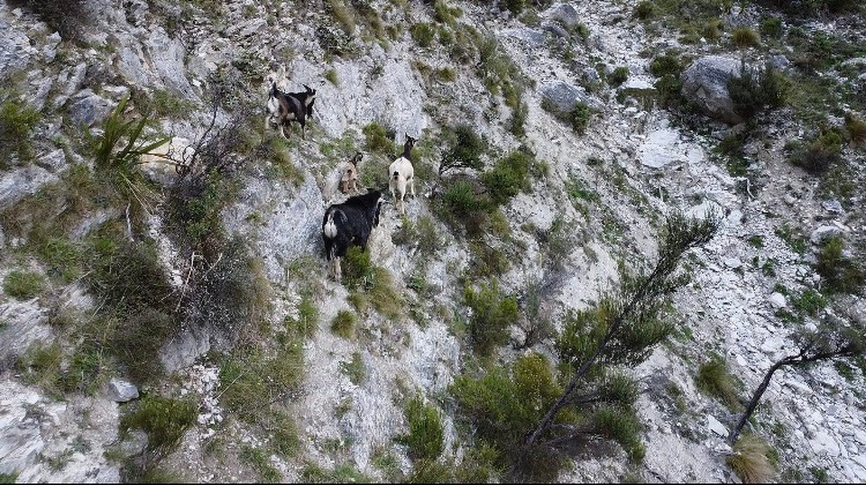 Neuseeland - Ward - Wilde Bergziegen 😀