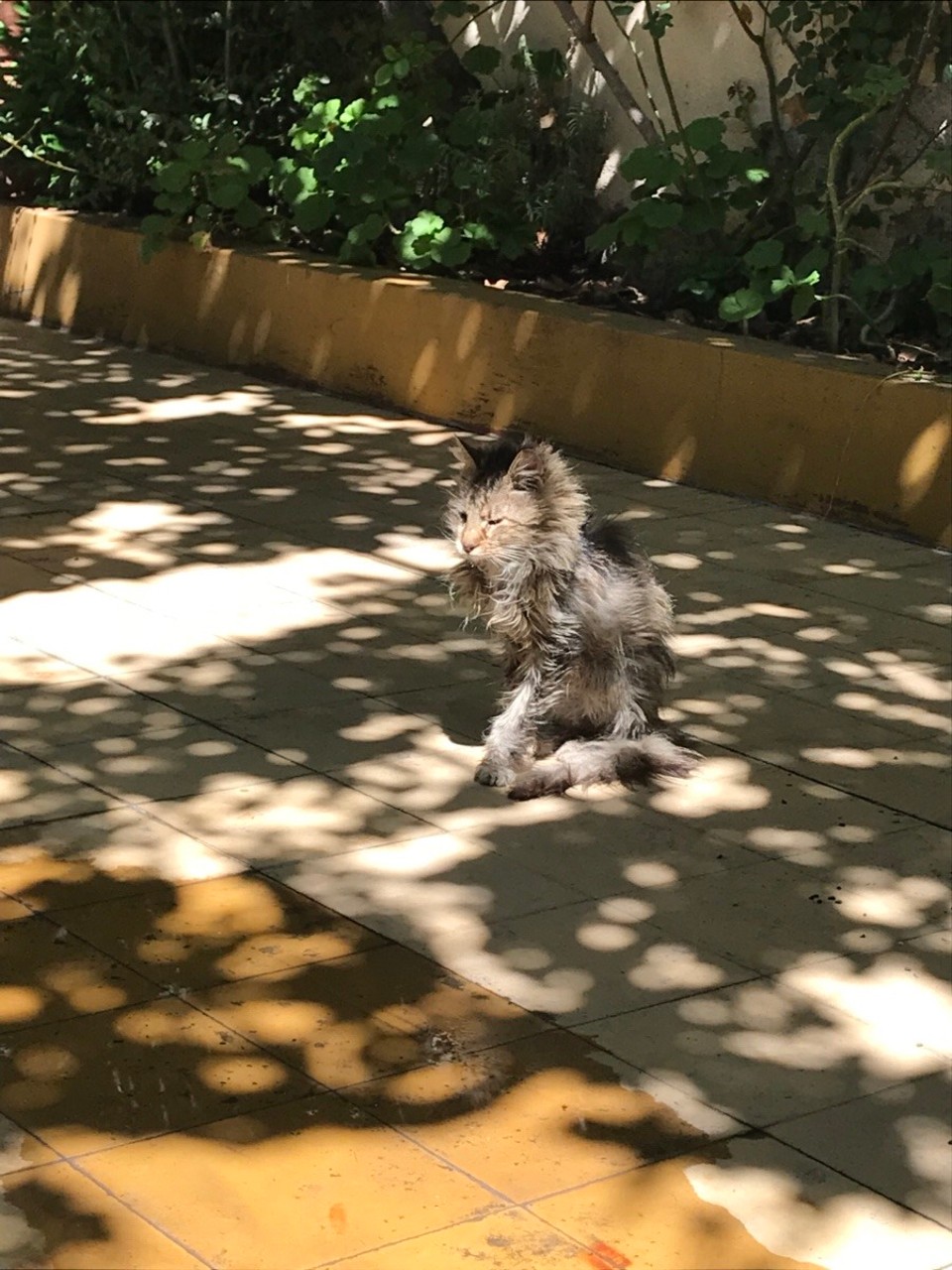 Argentinien - Mendoza - Grande Dame... die 20-jährige Katze des Hauses