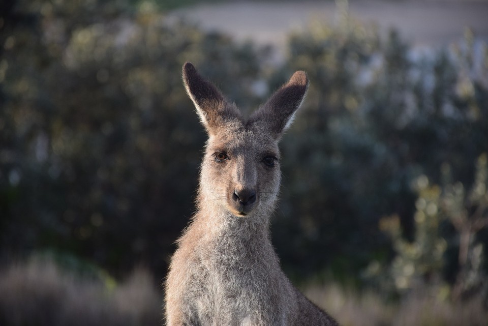 Australien - Coffs Harbour City - 