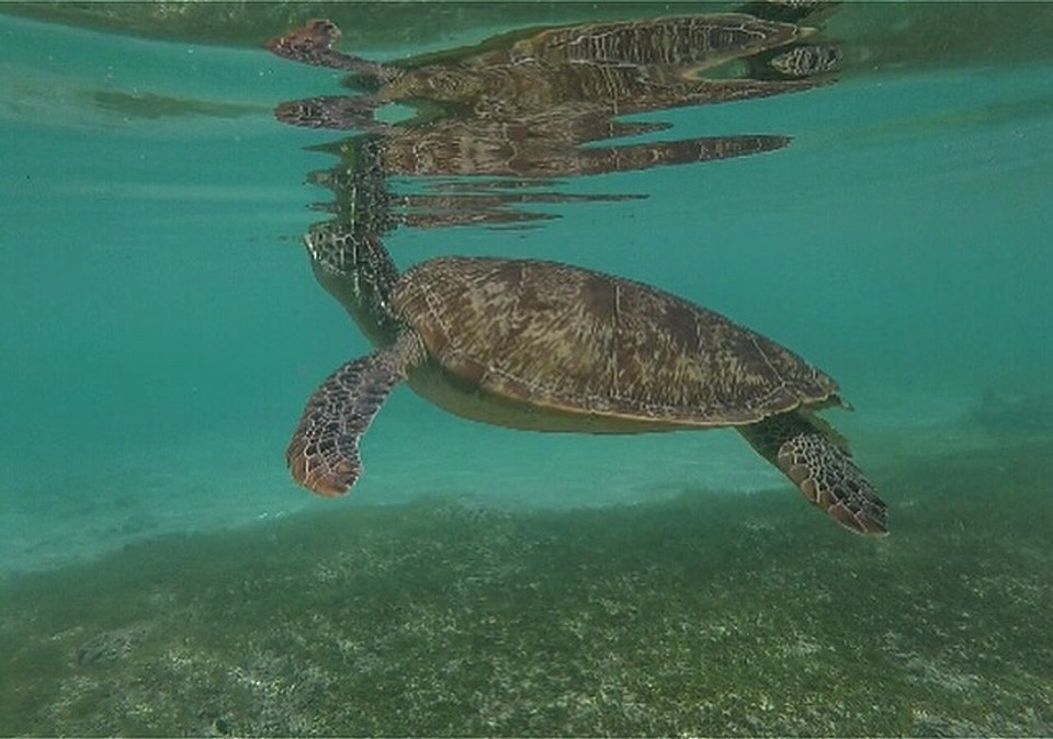 Indonesien - Lombok Utara - 🐢🐢