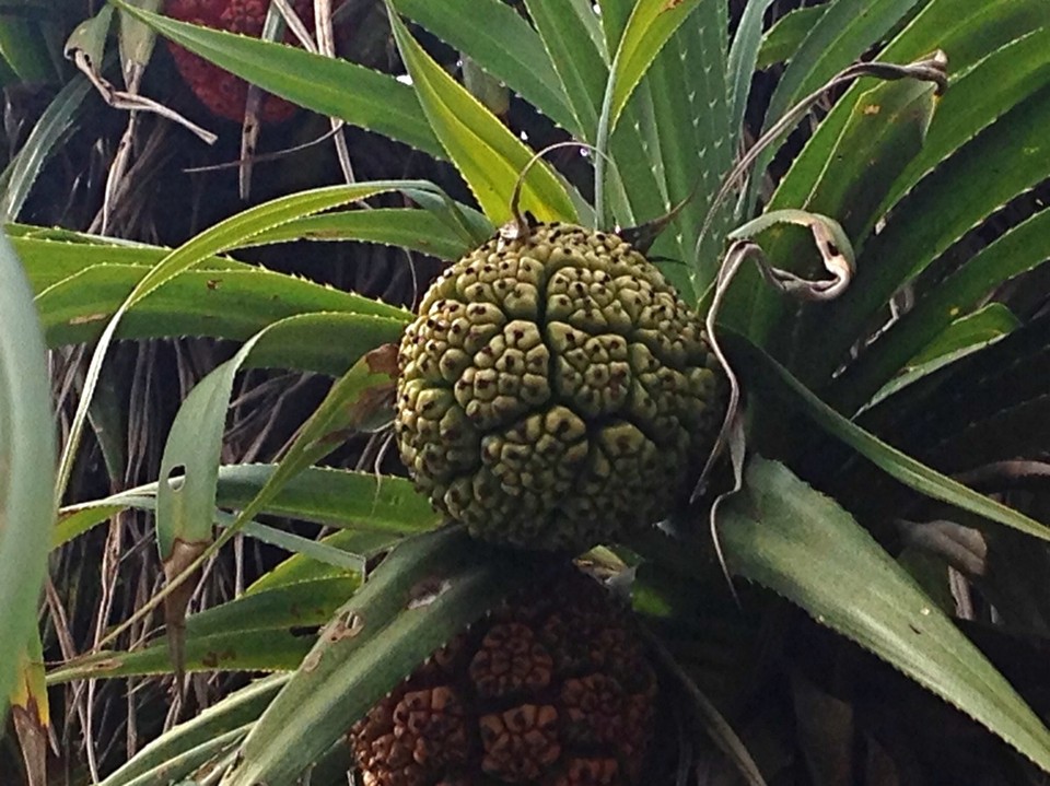 Indien -  - Fauna & Flora ...