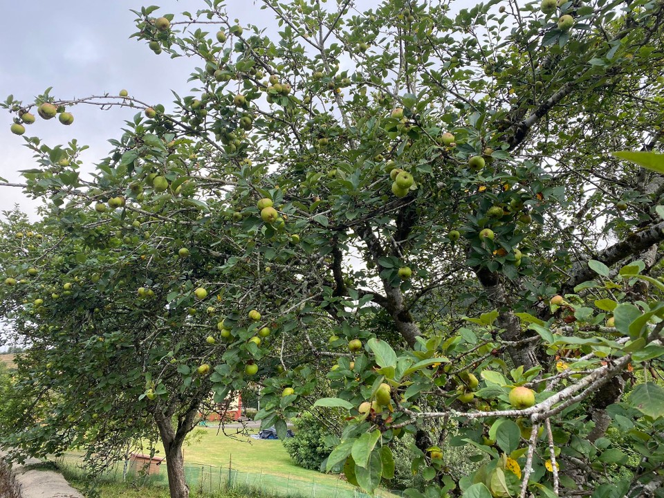 Spanien - Villaviciosa - Grundlage für Sidra