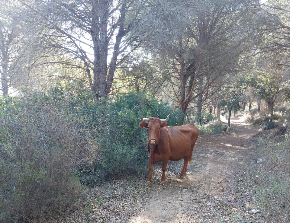 Spanien - Jimena de la Frontera - Man ist nicht immer allein unterwegs

