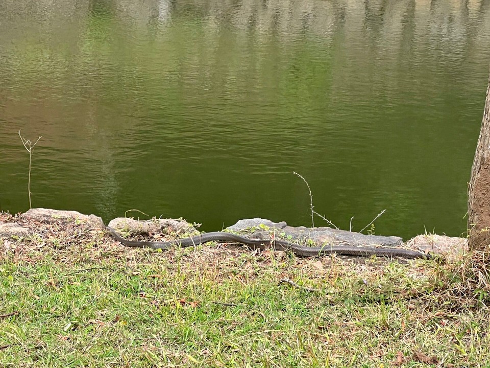 Sri Lanka -  - 🐍
