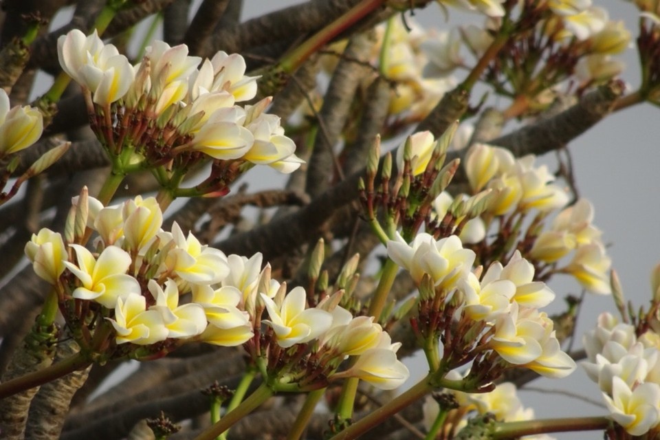 Myanmar - Amarapura - 