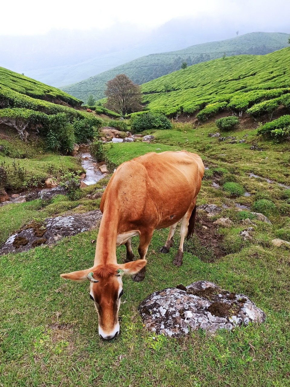 Indien - Suryanelli - 