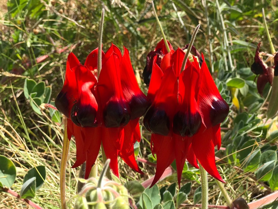  - Australia, Karratha - Sturt Desert pea.. freaky looking wildflower!