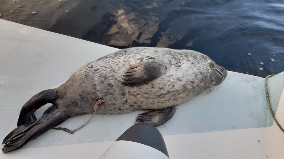 Ireland - Glengarriff - The pupping season for Harbour Seals is June and July. Females bear a single pup after a nine month gestation, which they care for alone. Pups can weigh up to 16kg and can swim or dive within hours of birth, but they need their mothers fat rich milk before being weaned at 4-6 weeks.