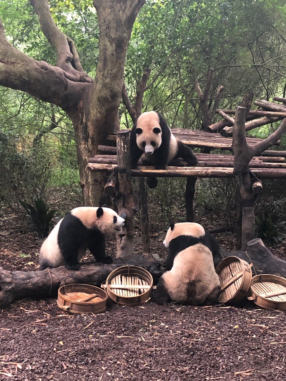 China - Chengdu - 