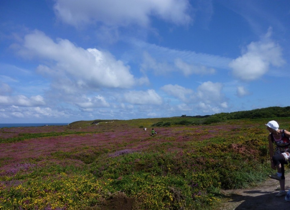 Frankreich - St. Malo, Cap Fréhel - Bunte Heidefelder vor Cap Férel