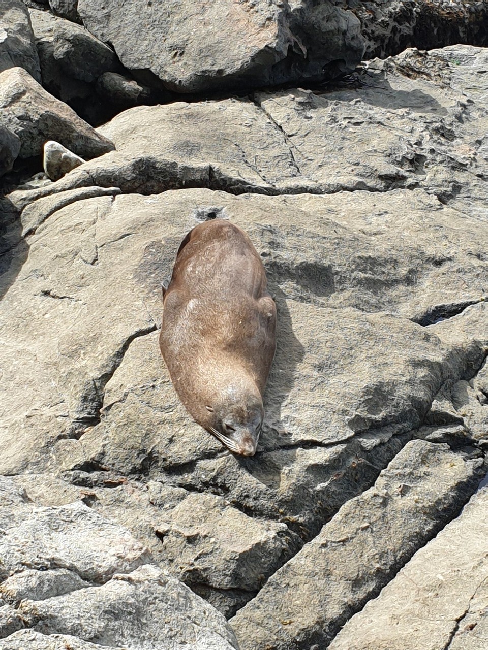 Neuseeland - Moeraki - 