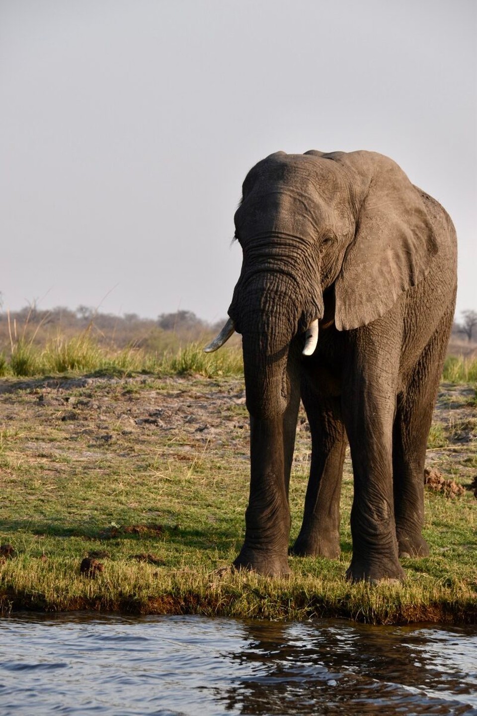 Botsuana -  - und immer wieder Elefanten in allen Größen.