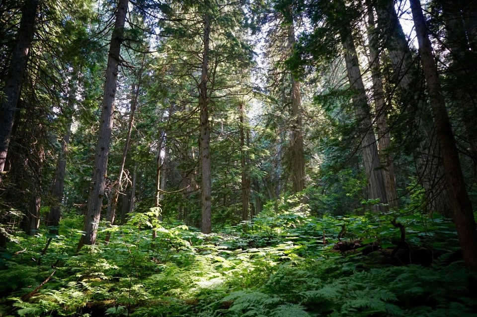 Kanada - Golden - 
