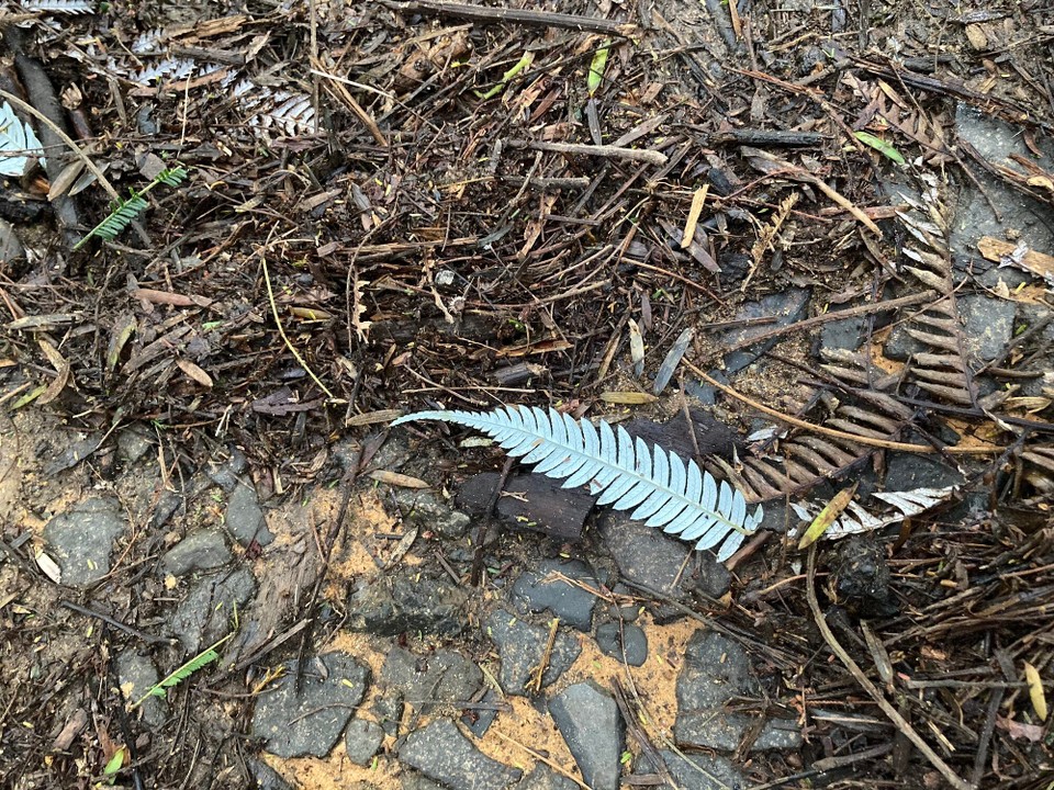 Neuseeland - Kaimai-Mamaku Forest Park - Ein abgebrochener Silverfern