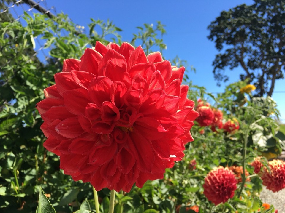 Kanada - Central Saanich - Nach wie vor eine meiner Lieblingspflanze - Dahlien sind einfach wunderschön 