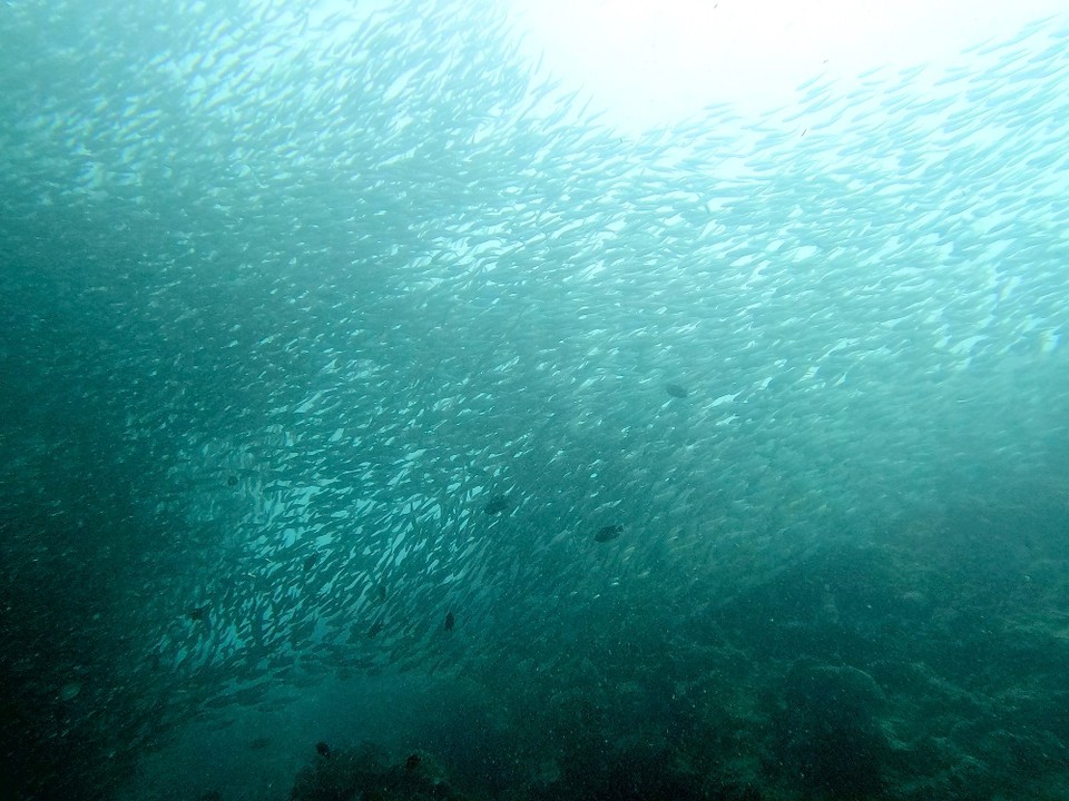 Philippinen - Moalboal - 