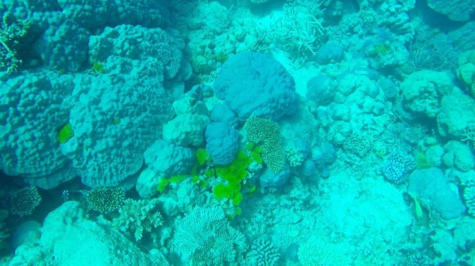 Australien - Flynn Reef - 