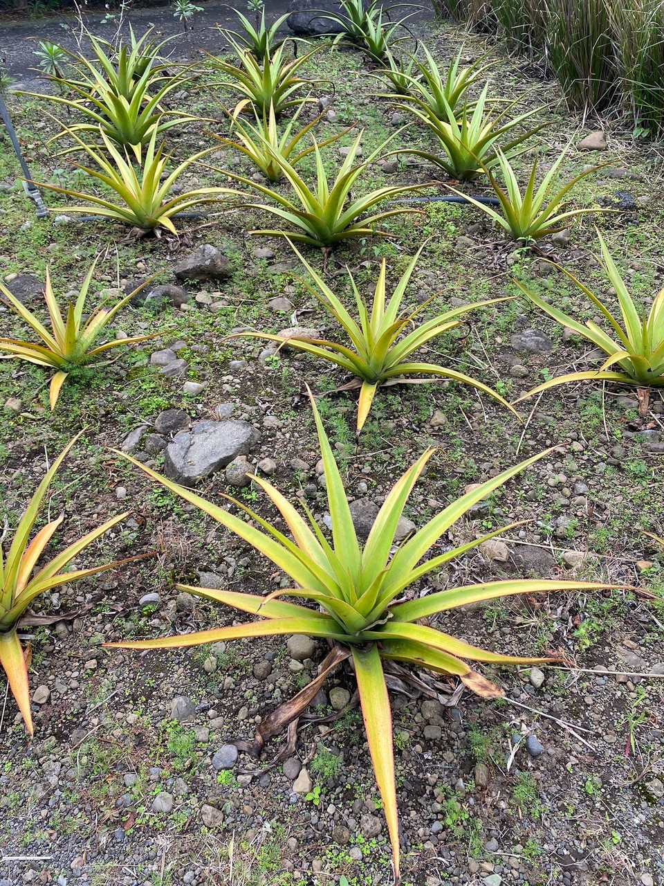 Réunion - Saint-Pierre - Ananas Victoria - die besonders süße