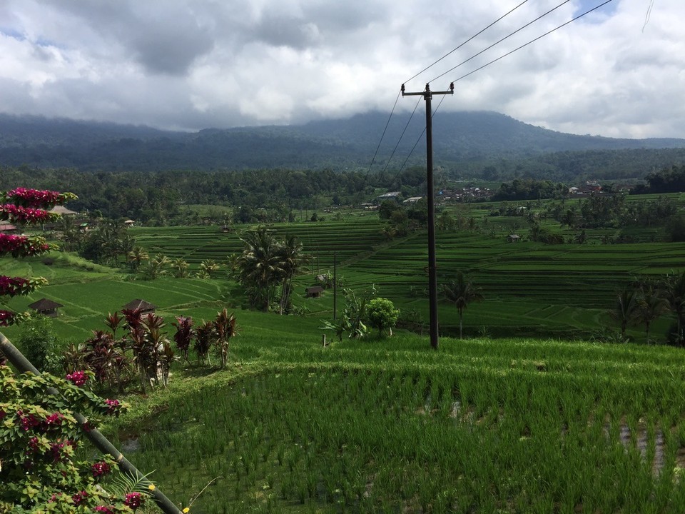  - Indonesien, Tabanan, 82152 - Reisterrassen von Jatiluwih 