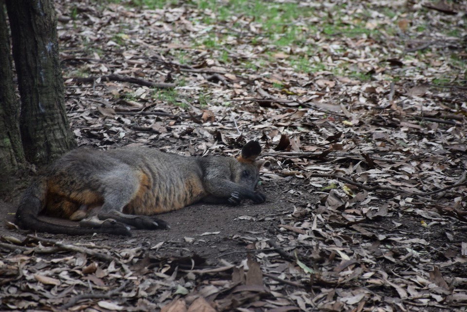 Australien - Newcastle - Selbst dem Känguru wars heute zu warm!