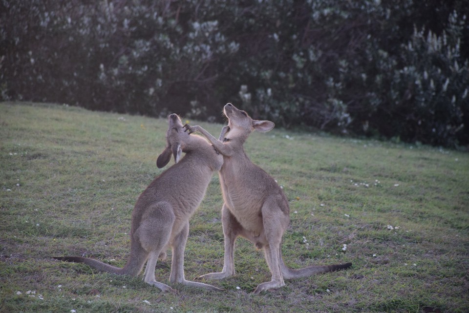 Australien - Coffs Harbour City - RIvalenkämpfe - wer beeindruckt die Mädels mehr?
