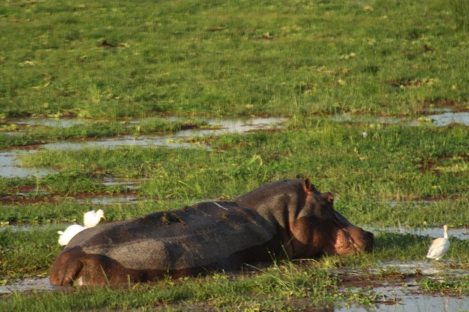 Kenia - Kajiado - 