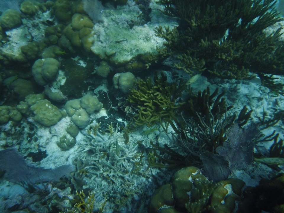 Belize -  - 