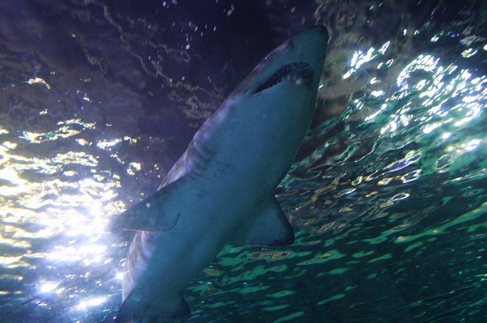 Australien - Sydney - Haie im Sealife 🦈