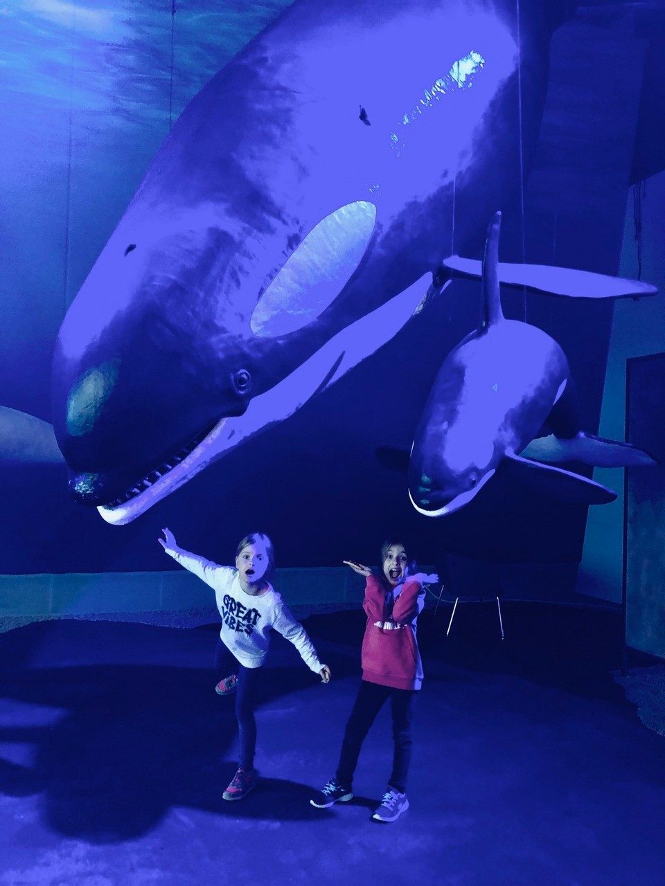 Island - Reykjavík - Und da sind wir:
Im Walmuseum. Ich dachte, es ist ganz nett, mal zu sehen, wie gross Wale so wirklich sind, bevor mann dann auf dem Meer eine Wal-Beobachtungs-Fahrt macht und „nur“ ihre Schwanzflosse zu Gesicht bekommt.