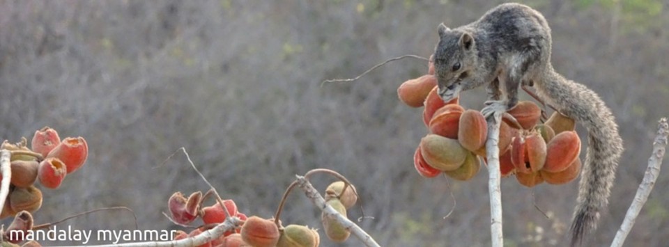 Myanmar - Mandalay - 