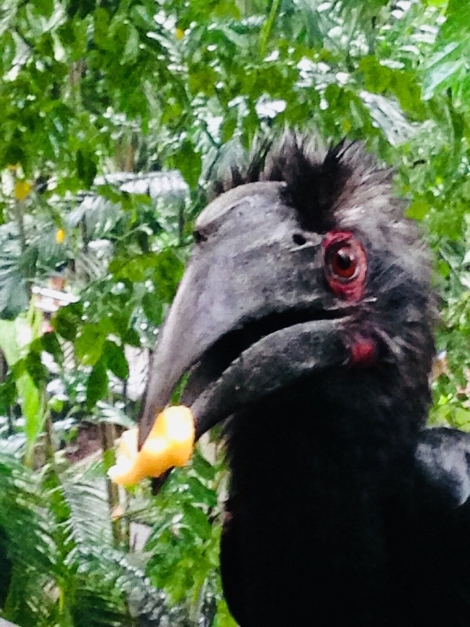 Malaysia - Kuala Lumpur - Hornbill and chips...